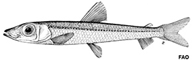 Glossanodon leioglossus_claves.jpg
